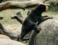 Sun Bear climbing rocks