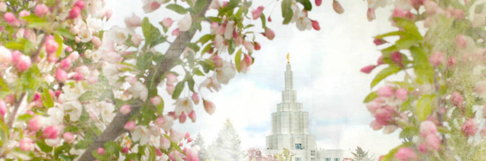 Banner image of Idaho Falls Temple surrounded by pink blossoms.