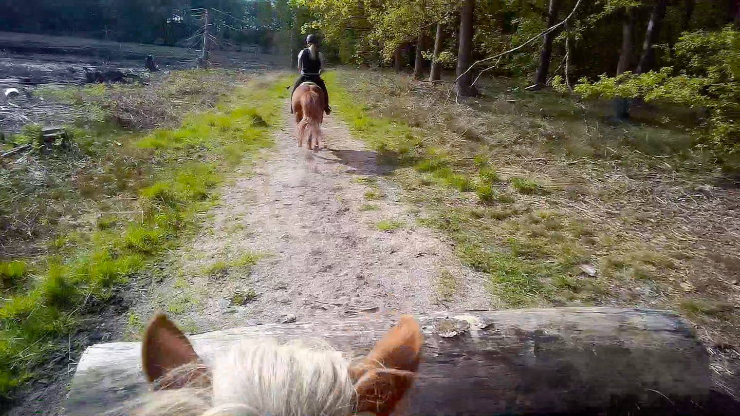 Billede fra ridetur, hvor hesten og rytteren skal lige til at hoppe over en træstup.