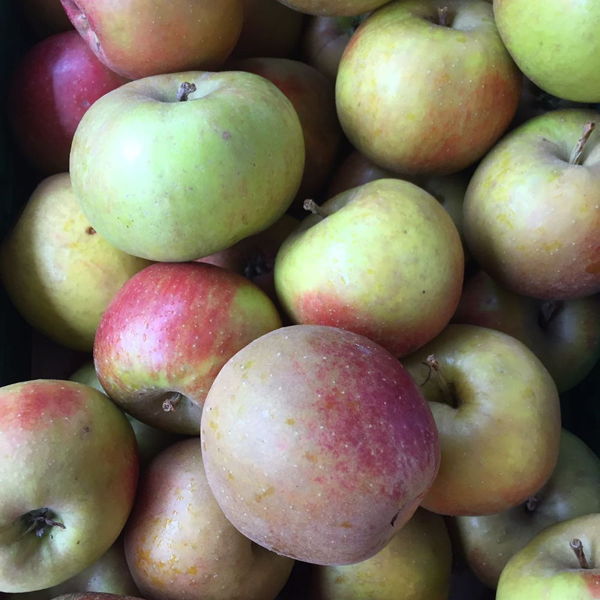 pomme-boscop
