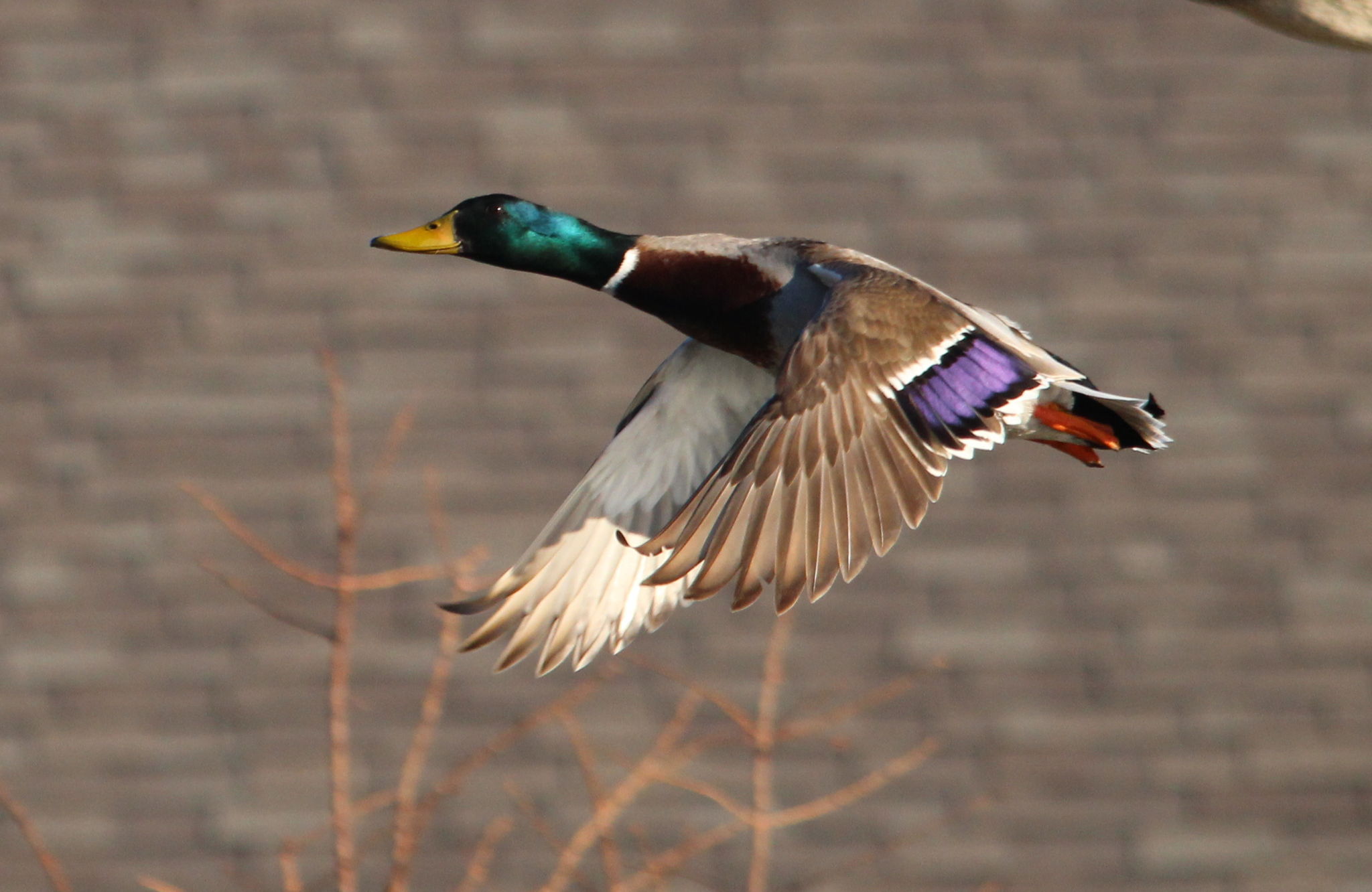 Mallard in Flight