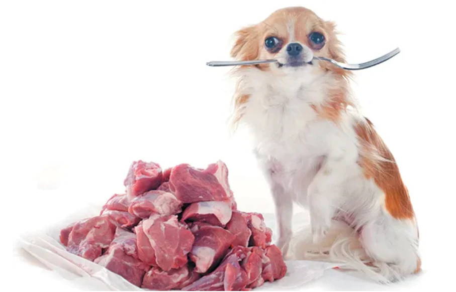 chihuahua need meat in their diet