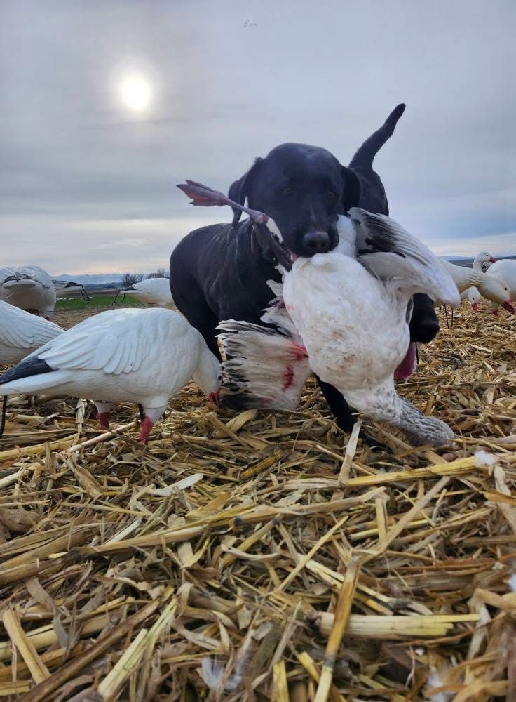 Hunters with snow geese under a stormy sky