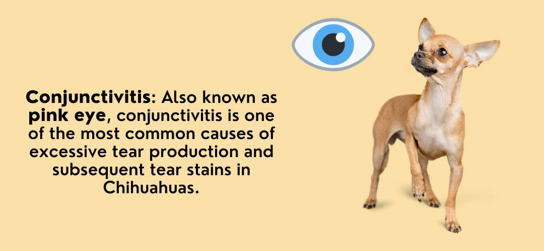 the most common eye problems for chihuahuas