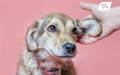 Dog with ear being inspected by his owner