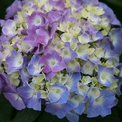 Hydrangea blossoms with pale green center and purple tips