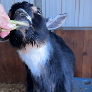 Goat Fencing Fund