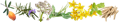 Natürliche Pflanzen Banner