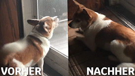 Vorher-Nachher-Vergleich aggressiver Hund