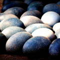 emu_egg_variations