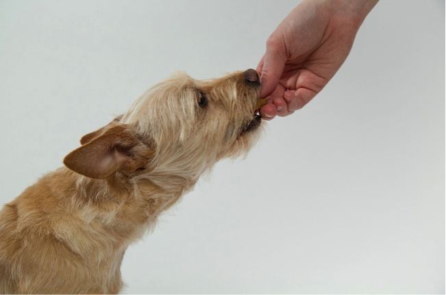 Hundeernährung