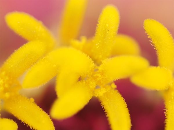 黄色花