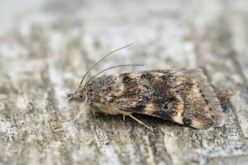 Aporodes floralis moth