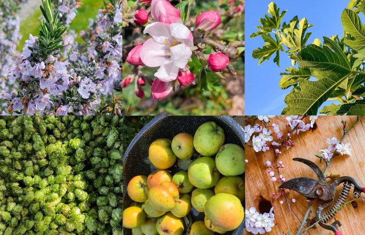 Orchard images including fig, hops and apples