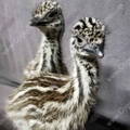 gypsy_shoals_farm_emu_chicks_for_sale