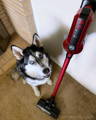best cordless stick vacuum for pet hair