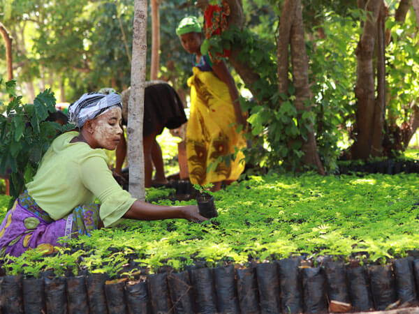 ROOM IN A BOX - BAUMPFLANZPARTNER EDEN REFORESTATION PROJECTS