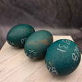 three-gypsy-shoals-farm-emu-hatching-eggs