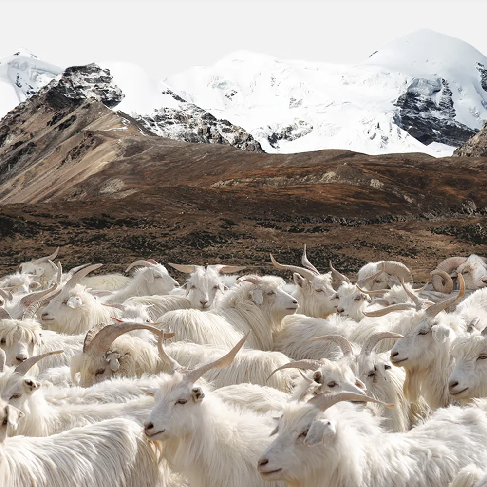 A herd of mountain goats.