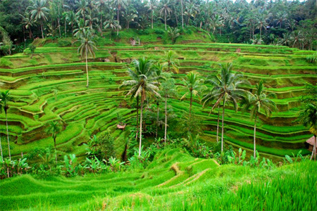 Rice-Terrace-at-Tegalalang-Village-Beautiful-Stunning-Rice-Terrace-Bali-Hello-Travel-14.jpg