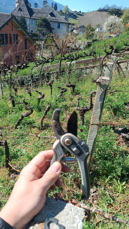 Taille de la vigne en hiver