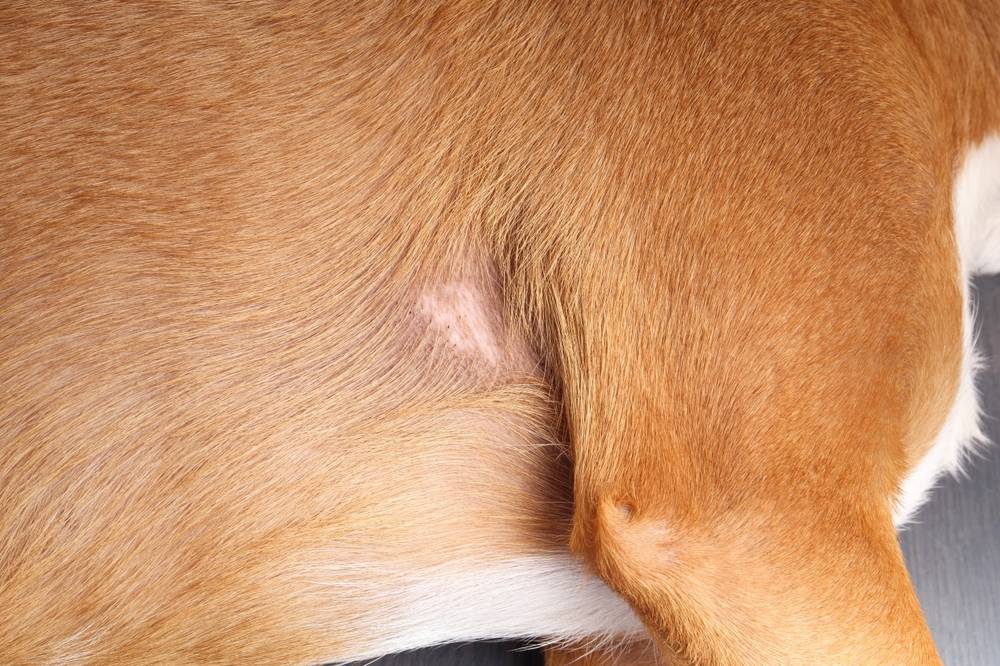 Dog with visible hair loss and skin irritation from excessive itching