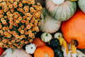 Fall scene with mums and pumpkins