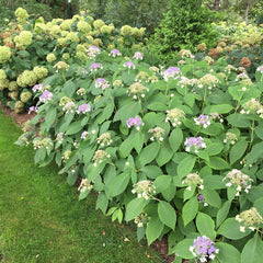 Blue Bunny Hydrangea