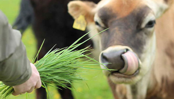 hof elverich kuh füttern