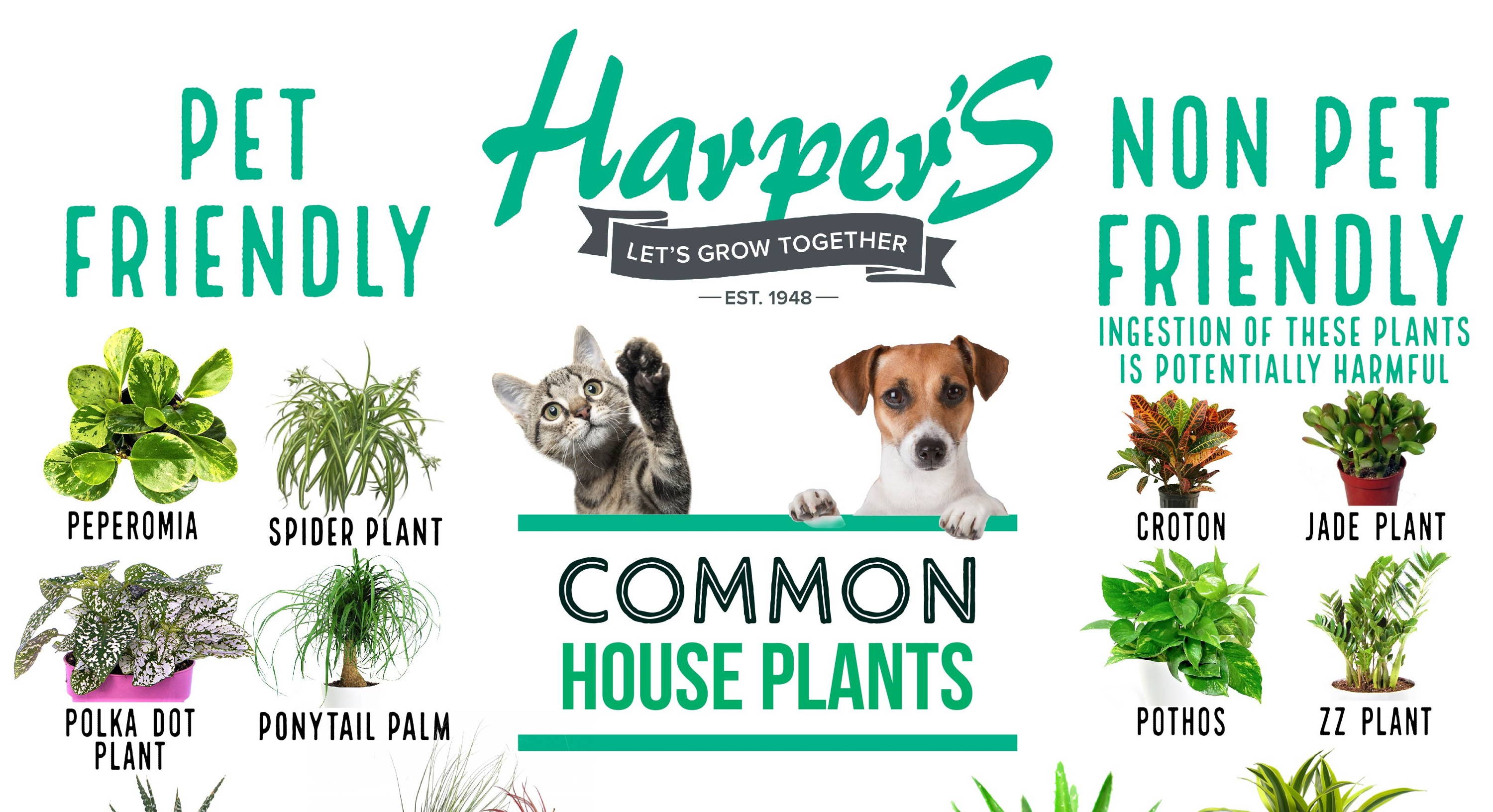 pet friendly plants poster