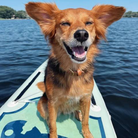 Dog enjoy water fun in inflatable paddle board