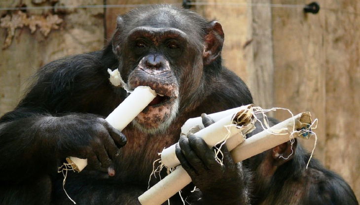 zoo krefeld schimpanse