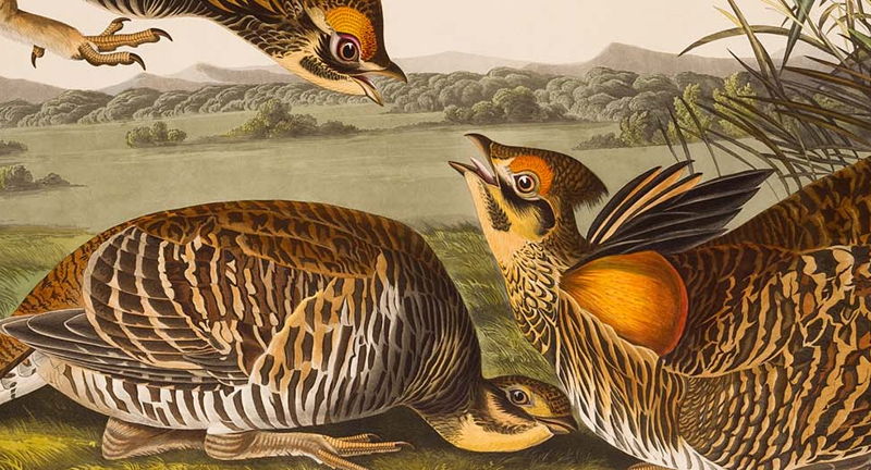 Reframing Birds of America: Conversations on Audubon 