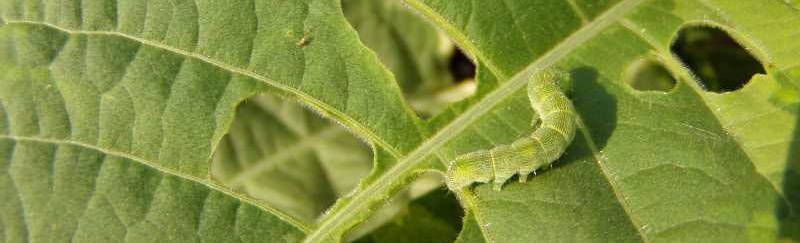 Caterpillar Eating Leaves
