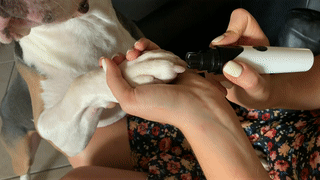 Dog Nail Grinder – Pawsgofor