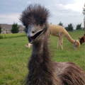 emu_smiling_funny_animals