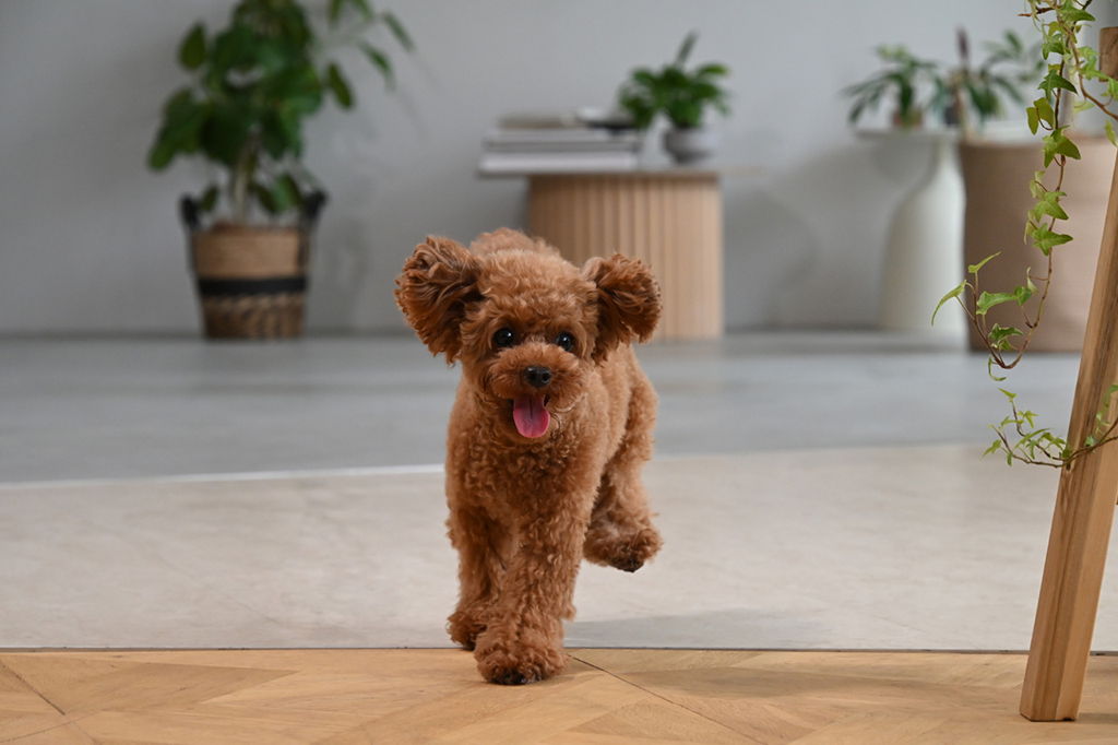 犬