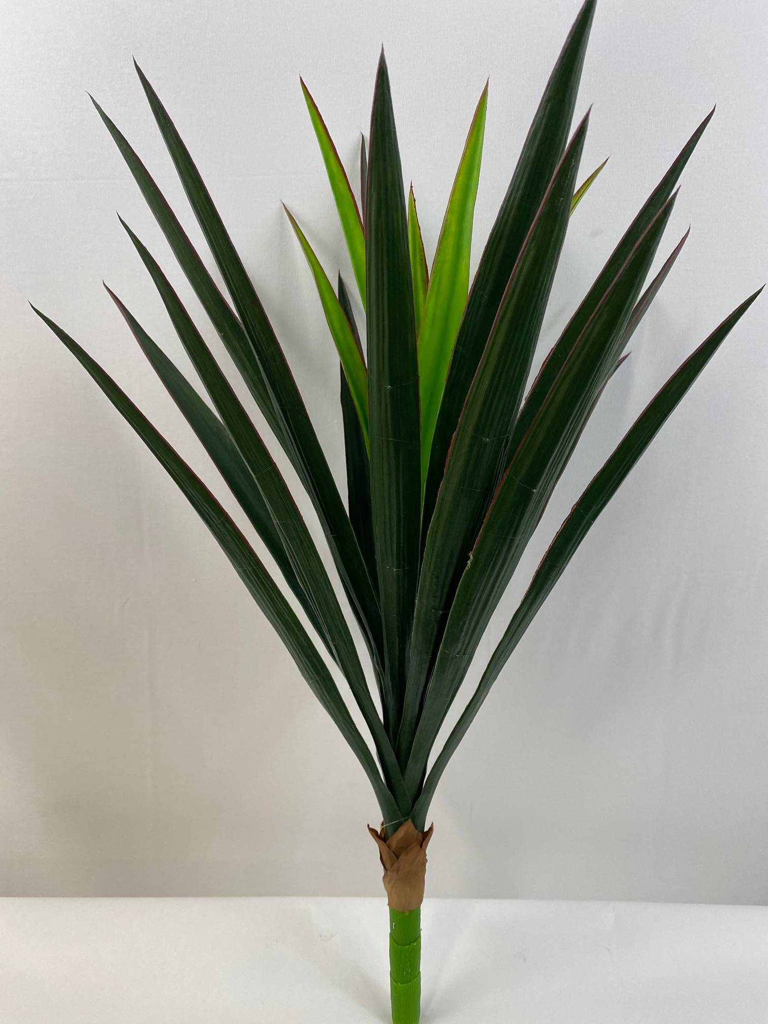 Brazilian Yucca head pdm08 20"