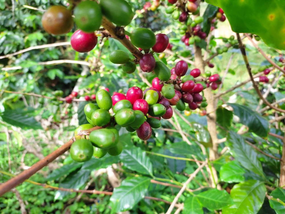 Coffee cherries maturing slowly at high altitude in Honduras