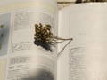 Achillea Millefolium on a book