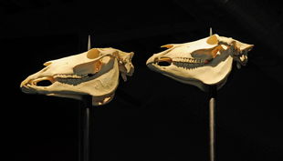 westfälisches pferdemuseum pferd und mensch