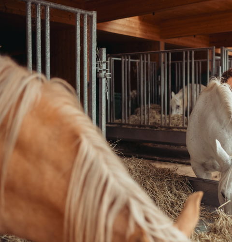Tiergestützte Therapie mit Pferden in St. Gerold, Vorarlberg