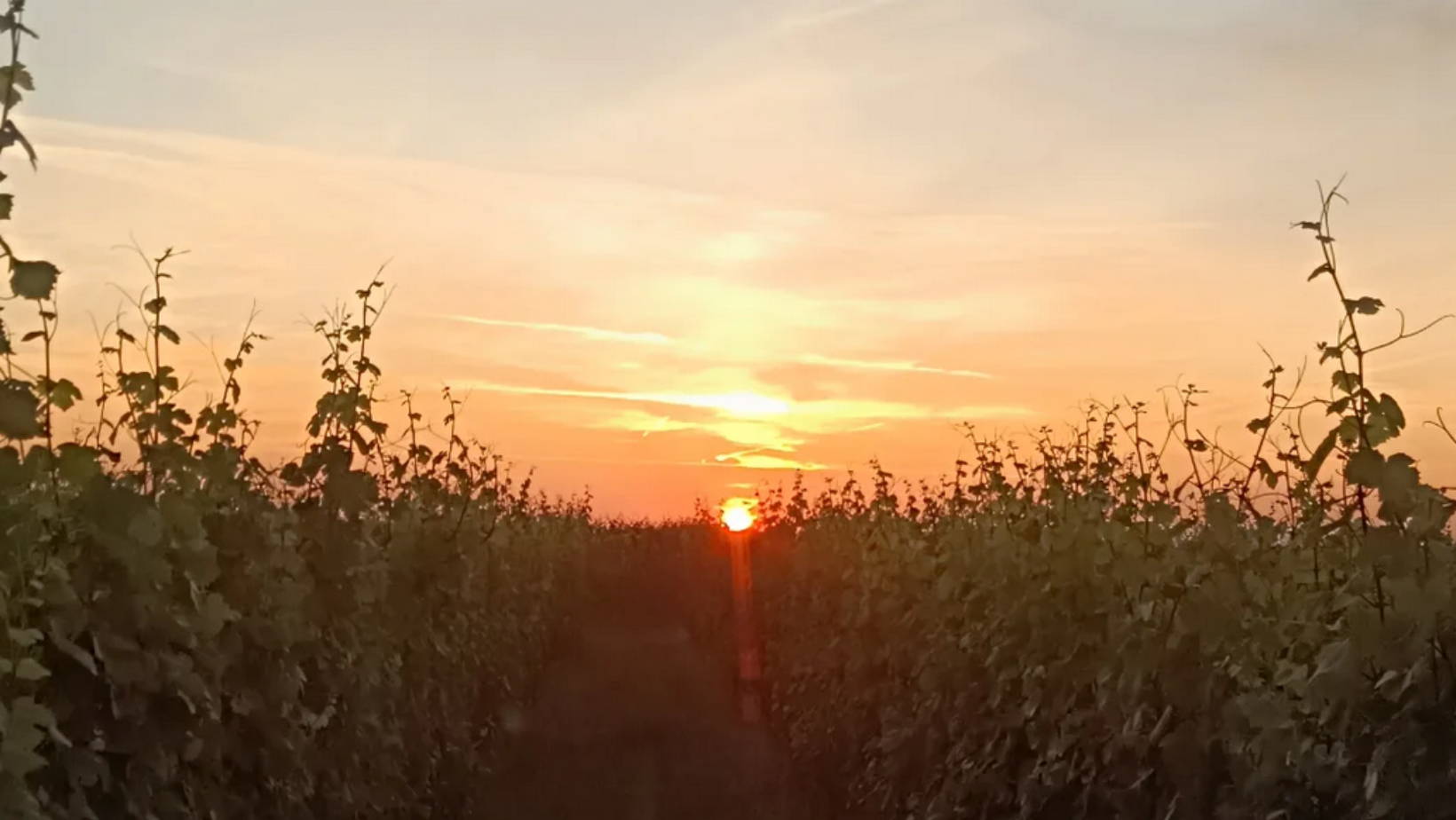 France, vin nature, rawwine, organic wine, vin bio, vin sans intrants, vin sans souffre, vin sans sulfites ajoutés, vin rouge, vin blanc, rouge, blanc, vin propre, vigneron, domaine bio, biodynamie, vigneron nature, vin biodynamique, raizin brut, Quimper, Finistère, Morbihan, domaine de l'envol, alsace, ingersheim, raphael marchal