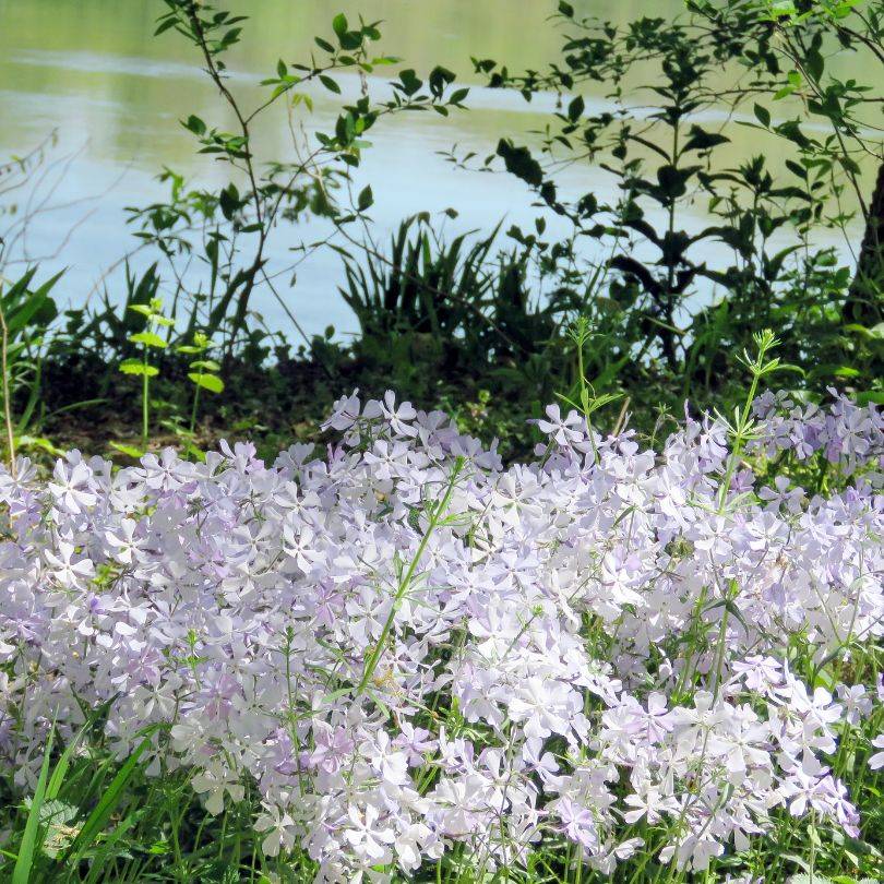 Mound of white woodland phlox flowers