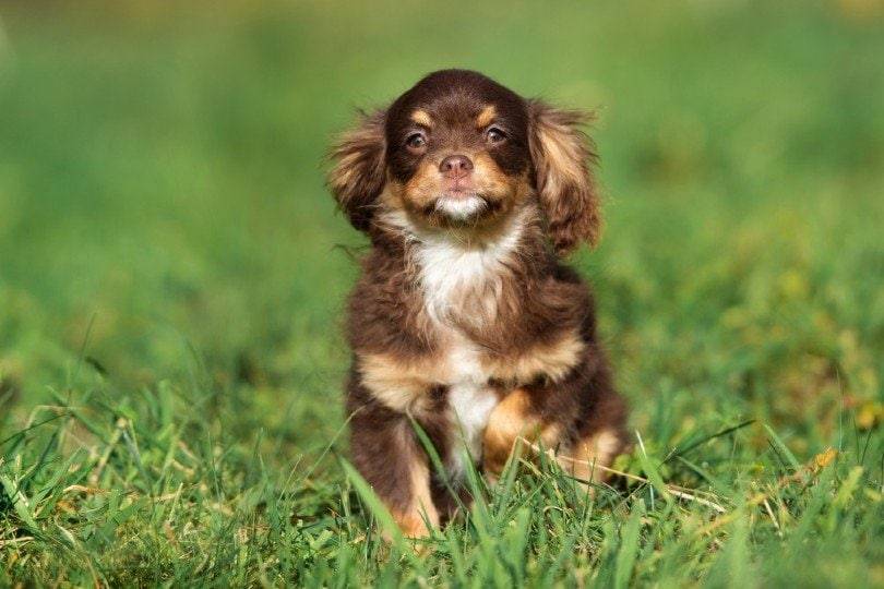 cocker spaniel chihuahua mix.jpeg