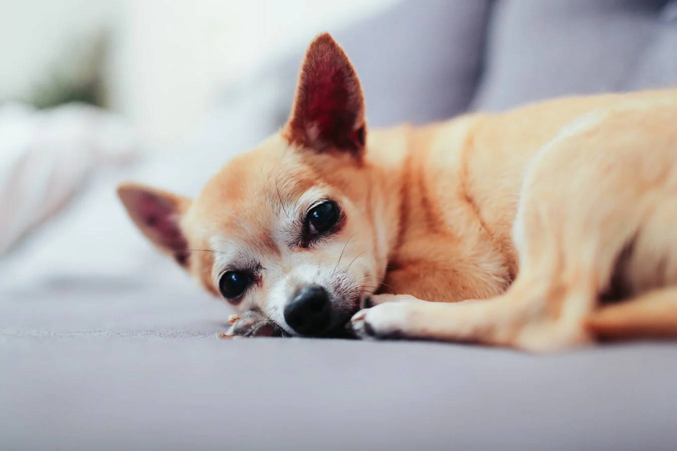 heart problems in Chihuahuas