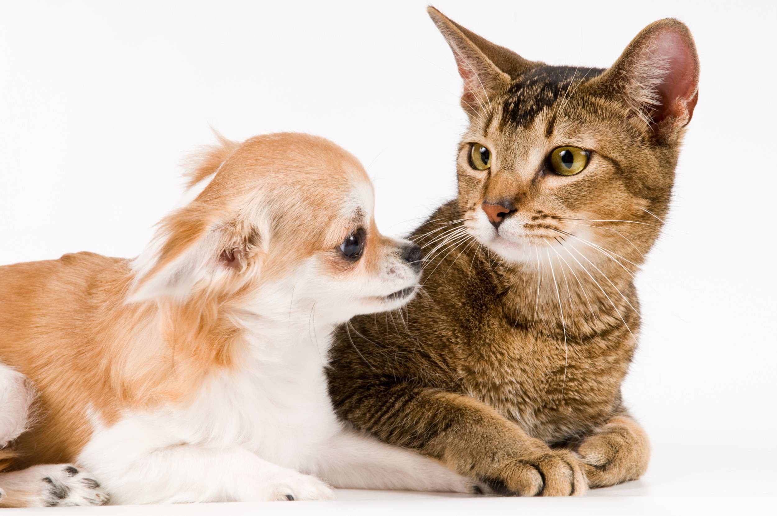 do chihuahuas get along with cats