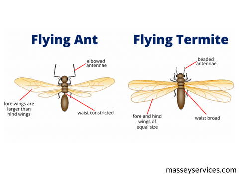 termites_vs_flying_ant