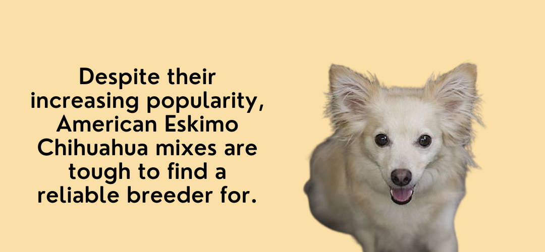 american eskimo dog chihuahua mix
