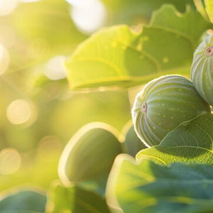 Green Fig for our Front Yard